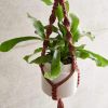 Kit macramé suspension pour plantes - Rico Design