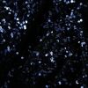 Tissu jersey velours sequins - bleu marine x 10 cm