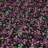 Tissu viscose fleurs roses et dorées - noir x 10 cm