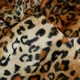 04511 léopard